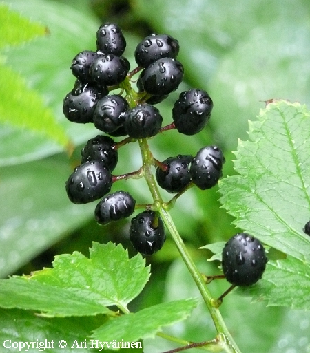 Actaea spicata, mustakonnanmarja